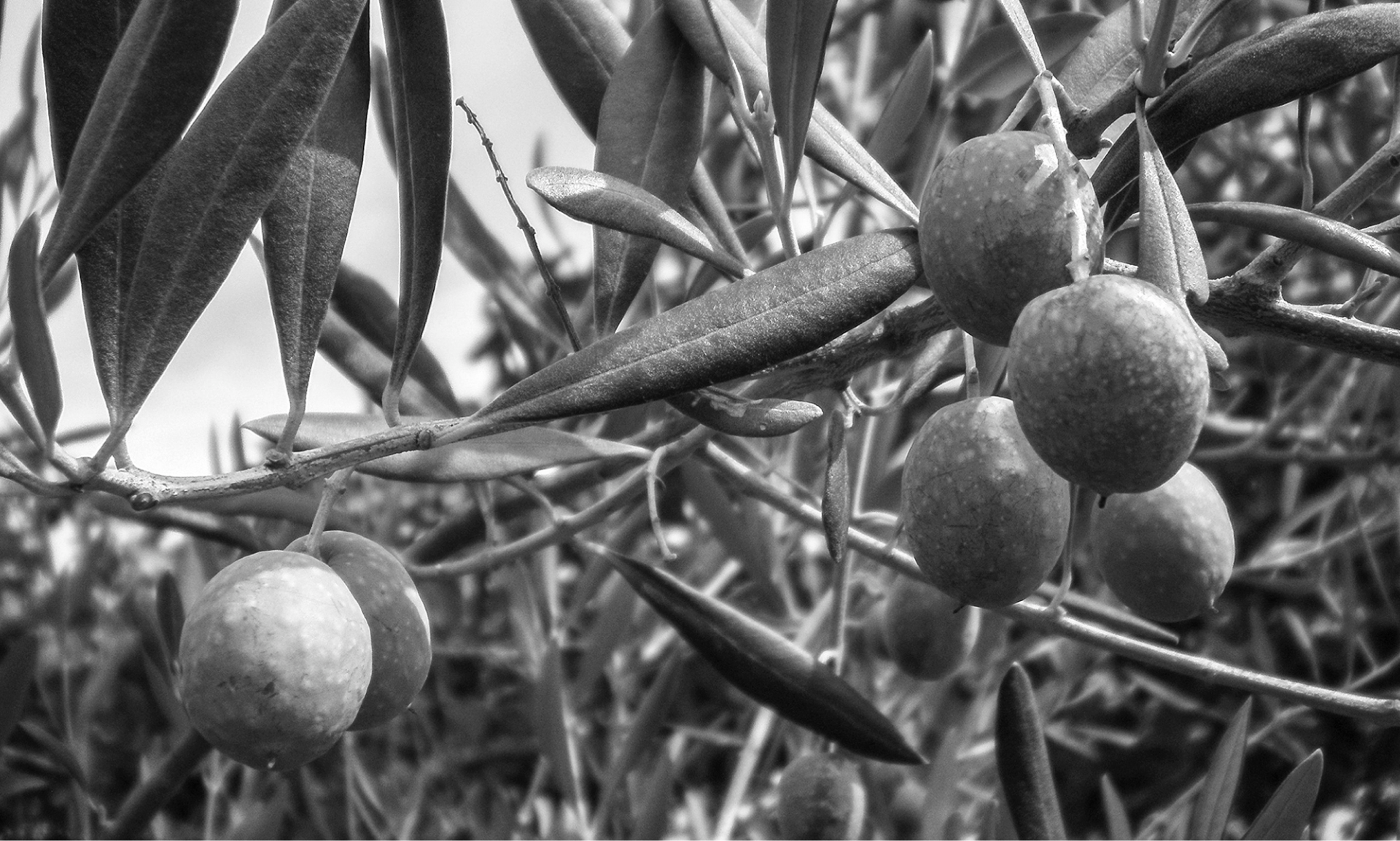 Aceites Medel olivas